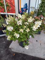 Mooie grote pluimhortensia's, Ophalen, Overige soorten, Halfschaduw