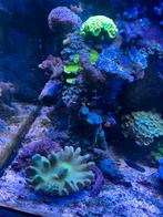 Complete zeeaquarium, Dieren en Toebehoren, Vissen | Aquariumvissen, Overige typen