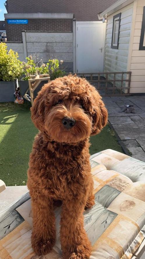 Dekreu labradoodle( niet te koop ), Dieren en Toebehoren, Honden | Dekreuen, Reu, Particulier, Eén hond, Nederland, 1 tot 2 jaar