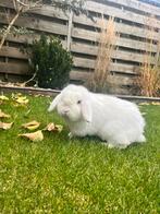 Super lief wit hangoor konijn met hok en alle toebehoren, Dieren en Toebehoren, Mannelijk, Middelgroot, Hangoor, 3 tot 5 jaar