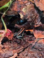 Phyllobates vittatus, gifkikkers, Dieren en Toebehoren, Reptielen en Amfibieën | Toebehoren, Ophalen of Verzenden, Terrarium of Paludarium