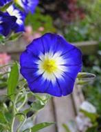 Driekleurige winde,  Convolvulvus tricolor, Overige soorten, Volle zon, Eenjarig, Ophalen of Verzenden