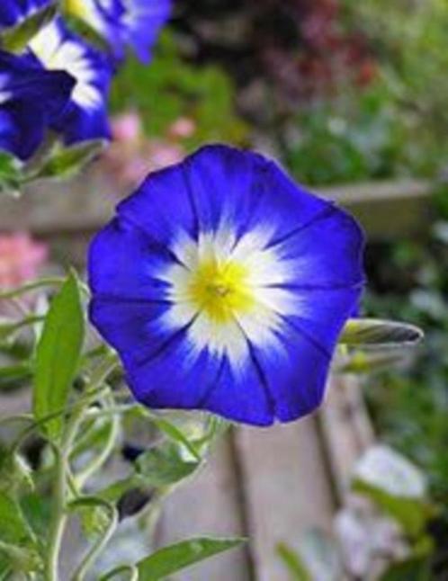 Driekleurige winde,  Convolvulvus tricolor, Tuin en Terras, Planten | Tuinplanten, Eenjarig, Overige soorten, Volle zon, Zomer
