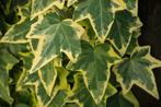 hedera hibernica klimop groenblijvende klimplant haag, Ophalen of Verzenden, Bloeit niet, Klimplanten, Halfschaduw