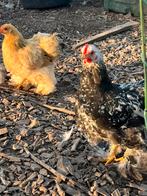 Cochin set, Dieren en Toebehoren, Pluimvee, Mannelijk, Kip
