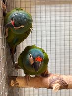 Koppel Maracana’s, Dieren en Toebehoren, Vogels | Parkieten en Papegaaien