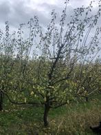 Leivorm pruimenboom Opal 24 jaar, Ophalen, 250 tot 400 cm, Pruimenboom, Lente