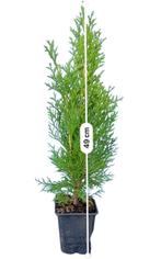 Thuja Occidentalis Smaragd | Levensboom 40/50Cm | Compact P9, Ophalen of Verzenden, Conifeer, Haag, Minder dan 100 cm