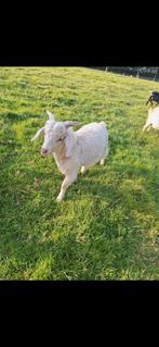 Mooe angora x boerengeite bok, Dieren en Toebehoren, Mannelijk, Geit