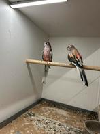Bourke parkieten | parkieten | bourkes, Dieren en Toebehoren, Meerdere dieren, Parkiet, Geringd