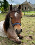 Meerdere welsh A (Mountain) merries, aparte kleuren!, Dieren en Toebehoren, Pony's, Gechipt, Onbeleerd, Merrie