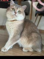Britse Korthaar katten, Dieren en Toebehoren, Katten en Kittens | Overige Katten, Geslacht onbekend, Kortharig, 0 tot 2 jaar