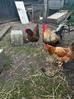 8 Grote Legkippen + Haan, Dieren en Toebehoren, Pluimvee, Vrouwelijk, Kip