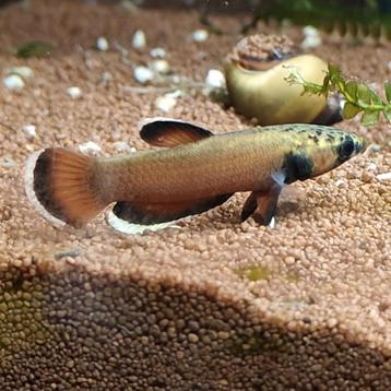 Betta Albimarginata beschikbaar voor biedingen