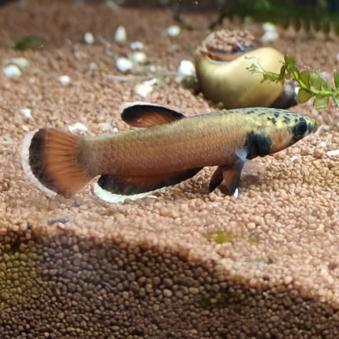 Betta Albimarginata, Dieren en Toebehoren, Vissen | Aquariumvissen, Vis