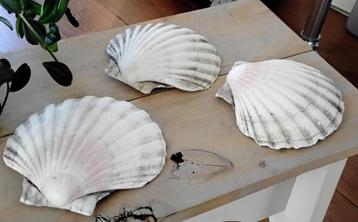 3 sint-jakobsschelpen  beschikbaar voor biedingen