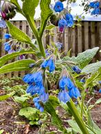 Smeerwortel blauw Symphytum officinale, Vaste plant, Halfschaduw, Lente, Ophalen