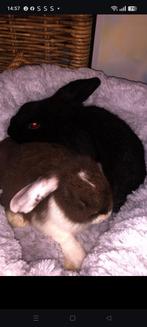 Twee lieve minilop konijntjes!!!!, Dieren en Toebehoren, Konijnen, Meerdere dieren, Klein, Hangoor, 0 tot 2 jaar
