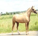 ️Zeer mooie en sjieke  3 jarige d pony merrie️, Dieren en Toebehoren, Paarden, Merrie, Minder dan 160 cm, B, Dressuurpaard