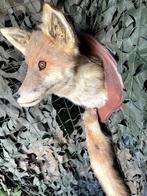 Taxidermie opgezette vossenkop + staart, Ophalen of Verzenden, Gebruikt, Overige soorten, Opgezet dier