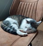 2 poezen (gratis), Dieren en Toebehoren, Katten en Kittens | Overige Katten, Poes, Kortharig, 3 tot 5 jaar