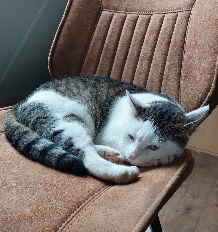 2 poezen (gratis), Dieren en Toebehoren, Katten en Kittens | Overige Katten, Kortharig, Poes, 3 tot 5 jaar