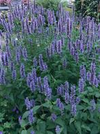 Grote dropplanten | Agastache Black Adder | bio, Volle zon, Vaste plant, Zomer, Ophalen