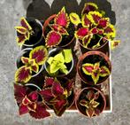 Siernetel/coleus stekjes, Ophalen