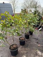 Phothunia red robin potgekweekt super voor haag hoog 110/120, Volle zon, Vaste plant, Zomer, Ophalen