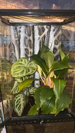 Exo terra 30x30x60 paludarium, Dieren en Toebehoren, Reptielen en Amfibieën | Toebehoren, Ophalen, Terrarium of Paludarium
