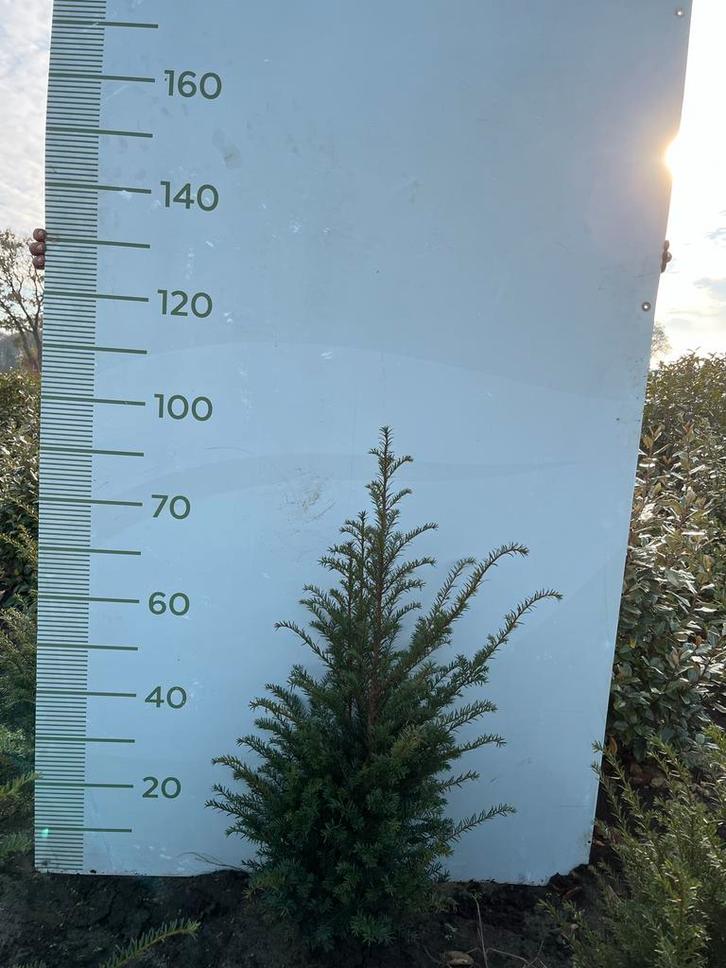Taxus Haag Planten - Diverse Maten Beschikbaar!, Tuin en Terras, Planten | Bomen, Overige soorten, Minder dan 100 cm, Halfschaduw