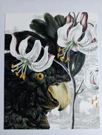 Prent Papagaai Kakatoe, Antiek en Kunst, Ophalen of Verzenden