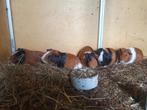 Te koop cavia mannelijk, Juli, Mannelijk