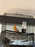 Bastaard putter, Dieren en Toebehoren, Vogels | Kanaries, Mannelijk, Bastaard