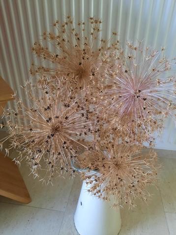 decoratie ui bloem droogbloemen uien bol bloemen  beschikbaar voor biedingen