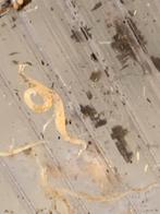 Witte wormen ent voor aquarium, Dieren en Toebehoren, Vissen | Aquaria en Toebehoren, Ophalen of Verzenden, Nieuw