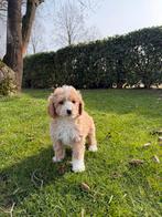 Mini Doodle (Poedel x Mini Labradoodle) pups, Poedel, Parvo, Nederland, 8 tot 15 weken