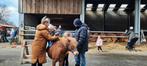 leuke shetlander, Dieren en Toebehoren, Pony's, Merrie, A pony (tot 1.17m), Recreatiepony
