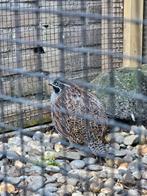 Madagascar patrijs man / parelkwartel / hoender, Dieren en Toebehoren, Pluimvee, Mannelijk, Kip