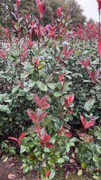 Glansmispel photinia fraseri red robin haagplanten in maten, Ophalen of Verzenden, Laurier, 100 tot 250 cm
