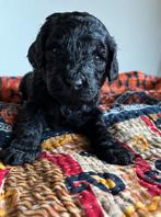 Labradoodle Pups (Australian), Dieren en Toebehoren, Honden | Retrievers, Spaniëls en Waterhonden, Overige rassen, 8 tot 15 weken