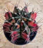 Cactus Gymnocalycium Mihanovichii p8 (2), Huis en Inrichting, Kamerplanten, Ophalen of Verzenden, Cactus, Volle zon, Minder dan 100 cm