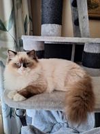 Ragdoll kittens met stamboom, Dieren en Toebehoren, Katten en Kittens | Raskatten | Langhaar, Meerdere dieren, Gechipt, 0 tot 2 jaar