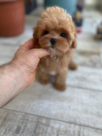 Exclusieve Maltipoo F1 Micro pups ( Maltezer / Toy Poedel ) beschikbaar voor biedingen