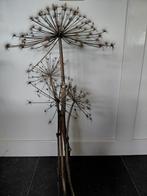 Berenklauw, Huis en Inrichting, Woonaccessoires | Droogbloemen, Ophalen of Verzenden, Zo goed als nieuw