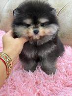 Pomeriaan, Dieren en Toebehoren, Honden | Poolhonden, Keeshonden en Oertypen, 8 tot 15 weken, Teef, Eén hond, Nederland