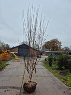 Meerstammige berk  250/300cm, Ophalen of Verzenden, Zomer, Volle zon, Overige soorten