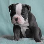 Old English Bulldog pups, Rabiës (hondsdolheid), 8 tot 15 weken, Bulldog, Meerdere