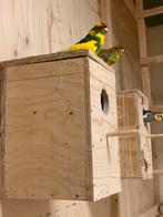 Koppel kakari,s, Meerdere dieren, Parkiet