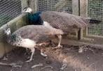 jonge pauwen te koop, Dieren en Toebehoren, Pluimvee, Meerdere dieren, Overige soorten
